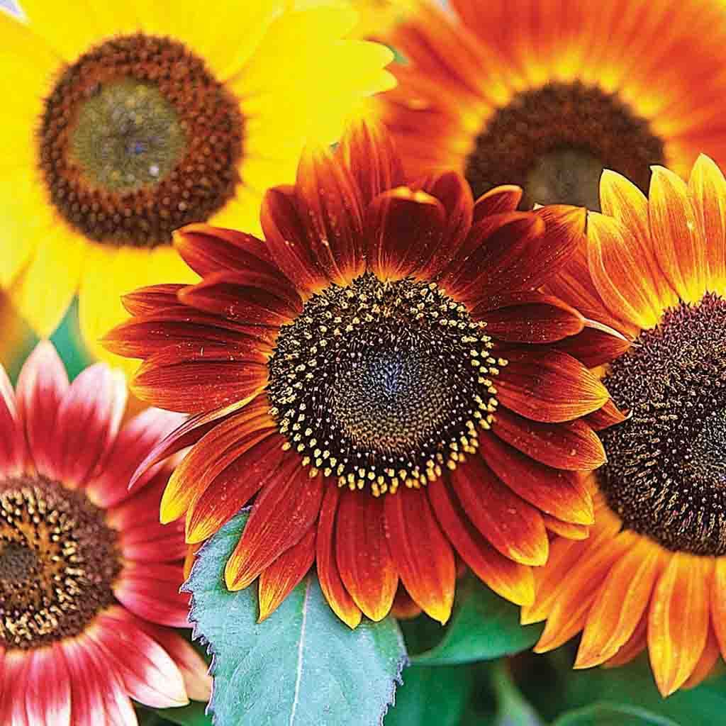 Autumn Beauty Sunflower seeds_A gorgeous shot of an Autumn Beauty sunflower with fall colored hues of gold and deep red.